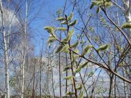 Весна прийшла