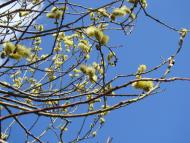 Весна прийшла