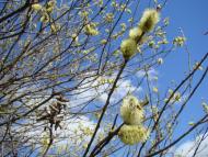 Весна прийшла