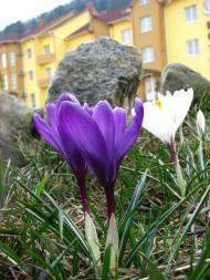 Гостиница 'Сокильское'