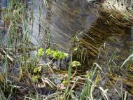 Весна прийшла