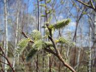 Весна прийшла