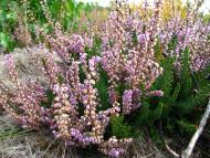 природа та традиції