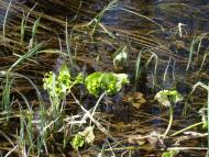 Весна прийшла