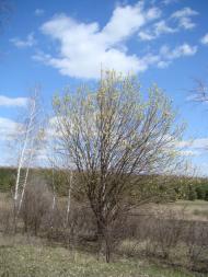 Весна прийшла