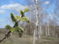 Весна прийшла