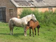 Моменти із села