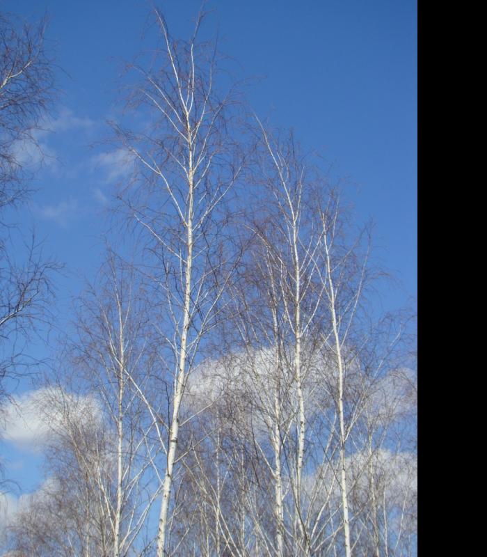 Весна прийшла - Білоусівка