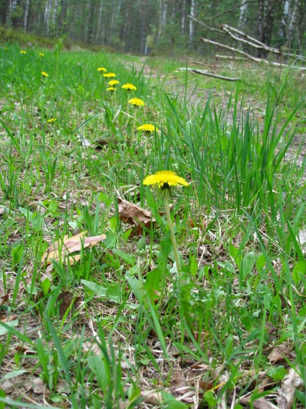 природа та традиції - Селезовка