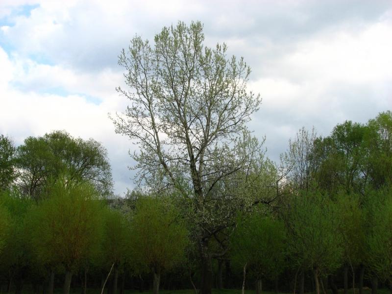 Мое родное село - Ostrytsya