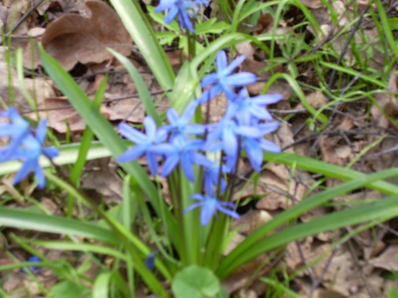 Сільські краєвиди - Гаевщина