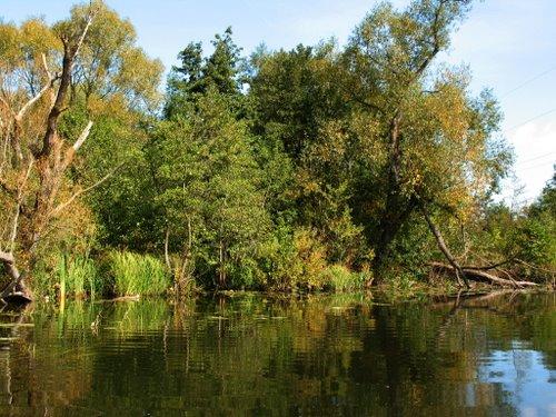 чистилівський заказник - Chystyliv