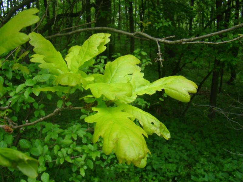 Наше село - Гільці