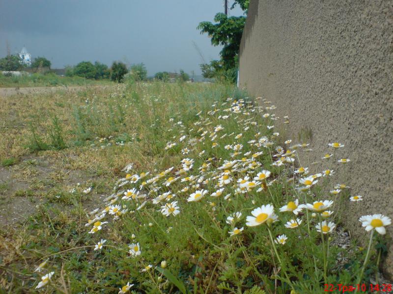 Разное - Галагановка