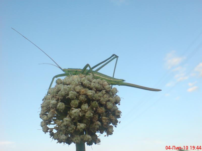 Разное - Галагановка