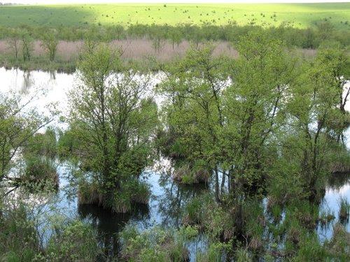 чистилівський заказник - Чистилов