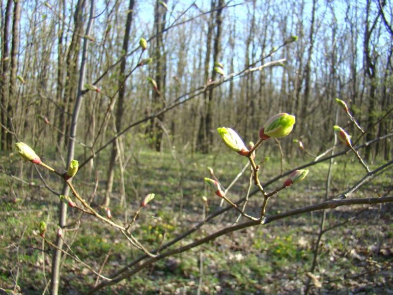 Наше село - Гільці