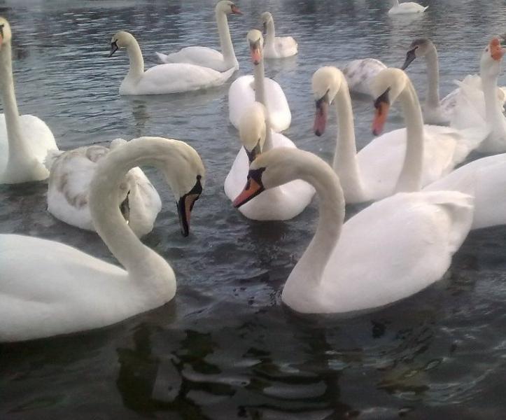 moe selo - Драгасимів