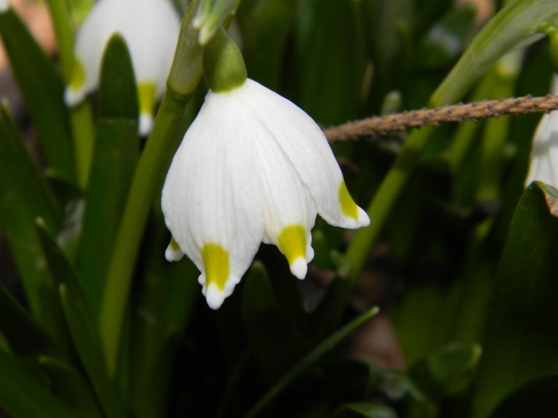 moe selo - Драгасимов