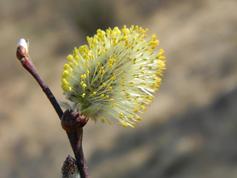 moe selo - Драгасимов