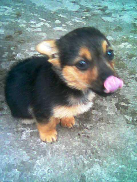 Друзі мої менші - Шклинь