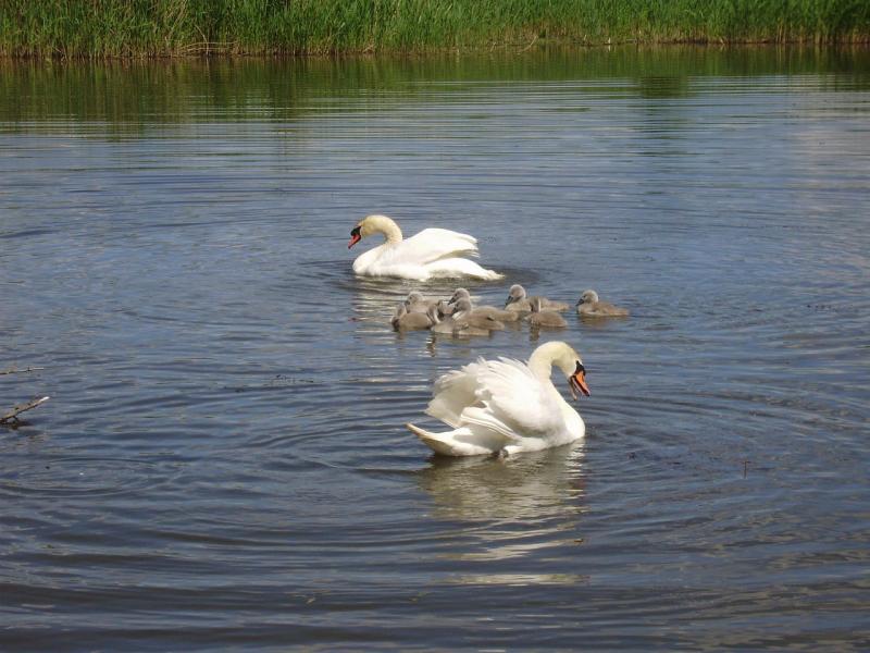 Юрківка - Юрківка