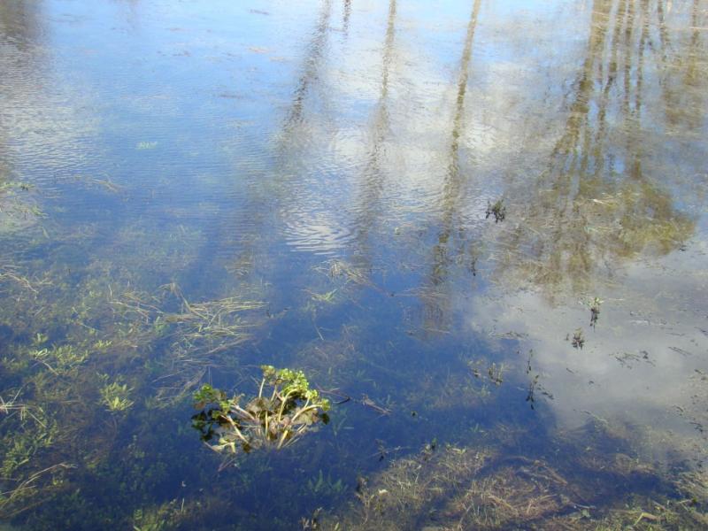 Весна прийшла - Білоусівка