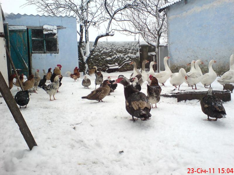 Разное - Галагановка