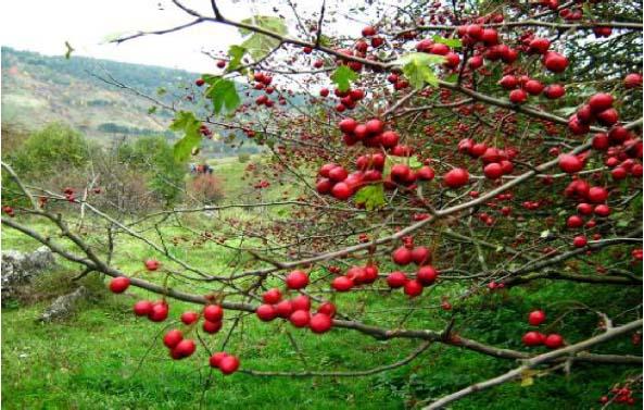 р Ушиця - Лисківці