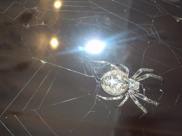 Друзі мої менші - Шклинь