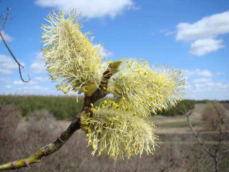 Весна прийшла - Білоусівка
