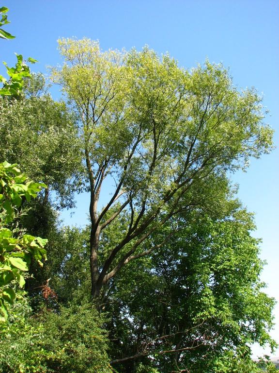 Мое родное село - Ostrytsya