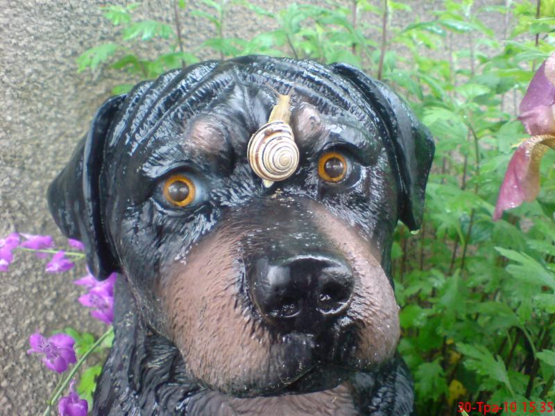 Разное - Галагановка