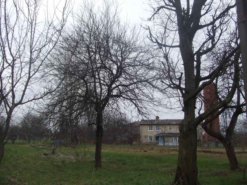 краєвид - Lyubyntsi