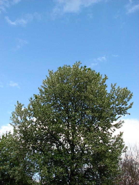 Мое родное село - Ostrytsya