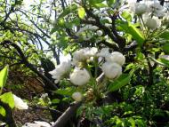 Весняна Владична