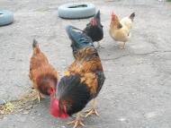 Брати наші менші...