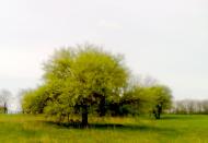 флора і фауна Лукашів