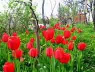 Весняна Владична