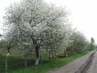 родительский дом