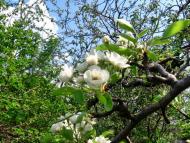 Весняна Владична