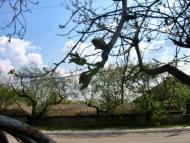 Весняна Владична