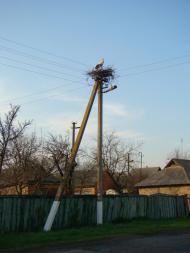 Лелеки прилетіли