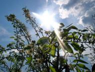 Весняна Владична