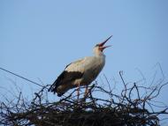 Лелеки прилетіли