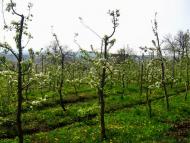 Весняна Владична