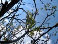 Весняна Владична