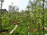 Весняна Владична