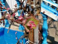 Весняна Владична