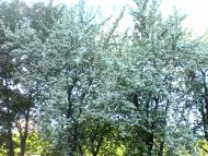 родительский дом